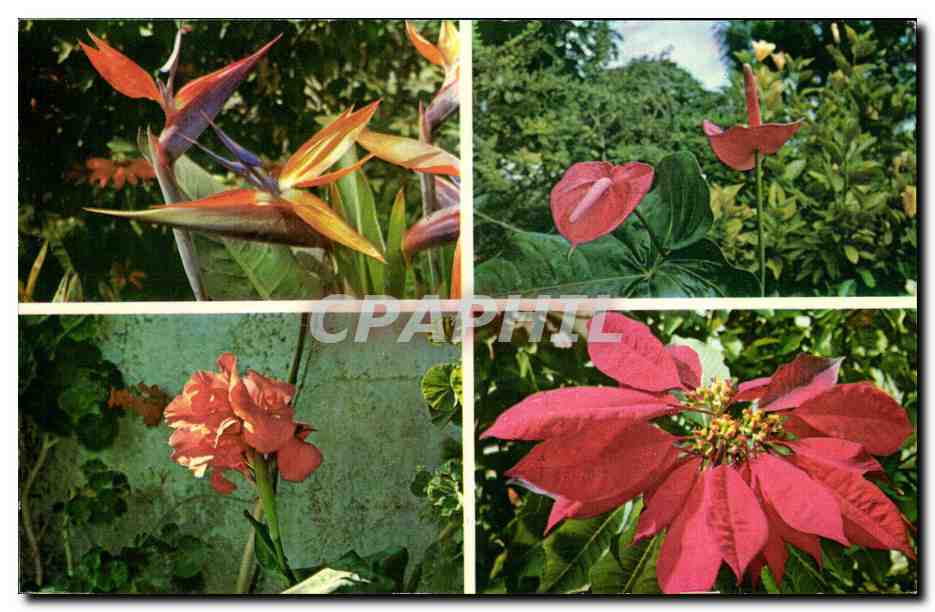 CPM Flores de Canarias Fleurs