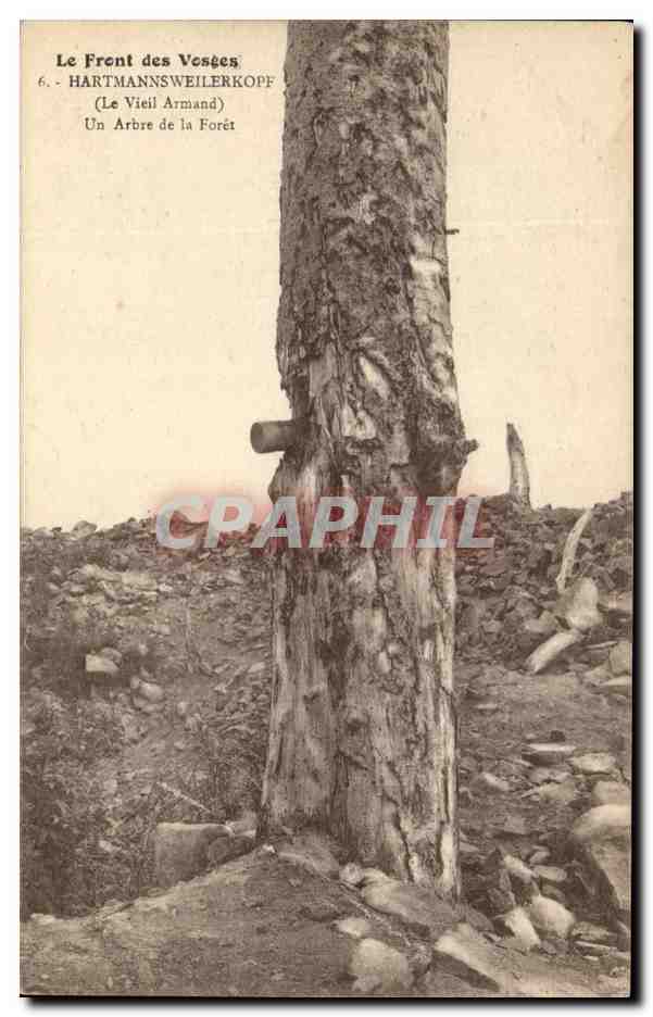 Le Front des Vosges — Hartmannsweilerkopf (Le Vieil Armand) — Un Arbre de la Forêt — éditeur non visible