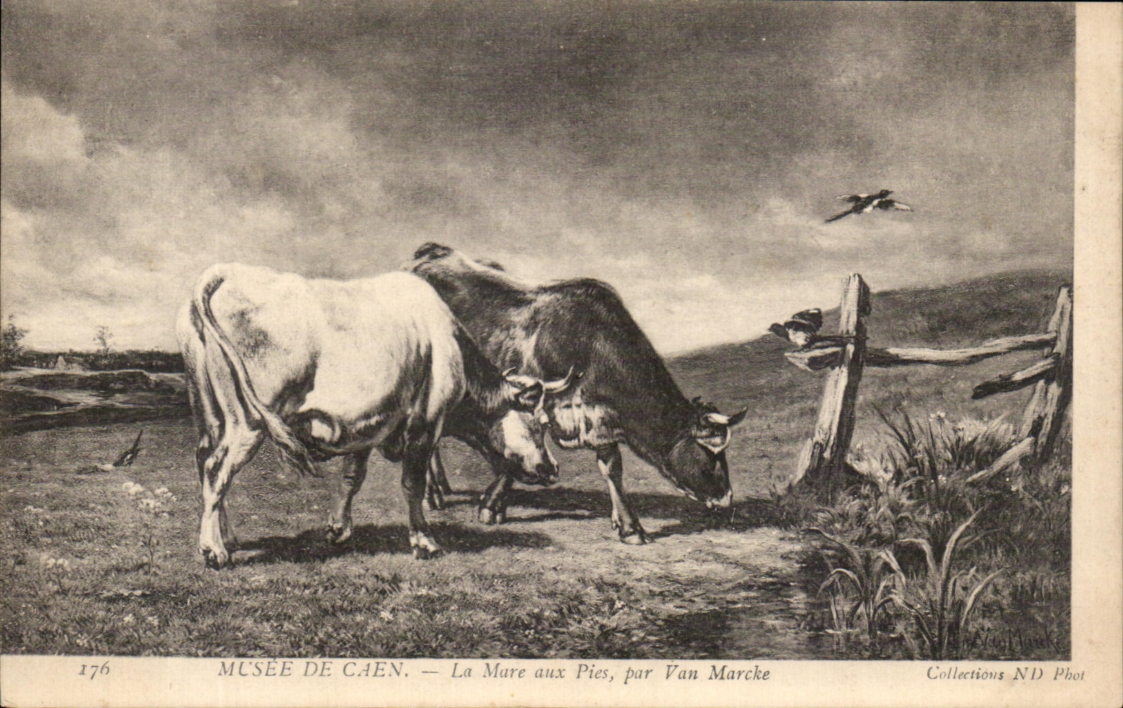 CPA Musee De Caen La Mare aux Pies par Van Marcke Vaches