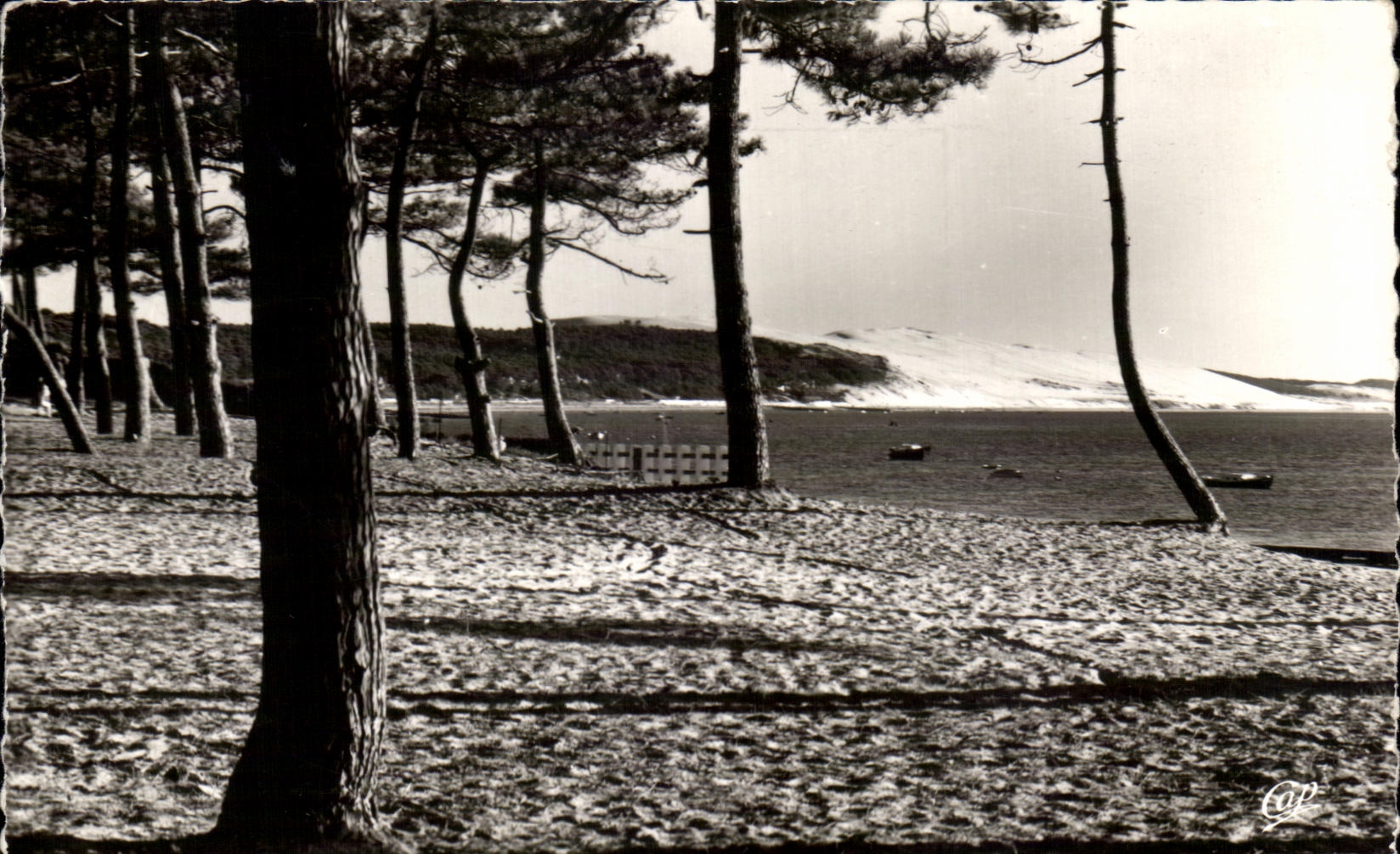 Pyla-sur-Mer — Les Dunes — Vue à travers les Pins — C.A.P. 2036
