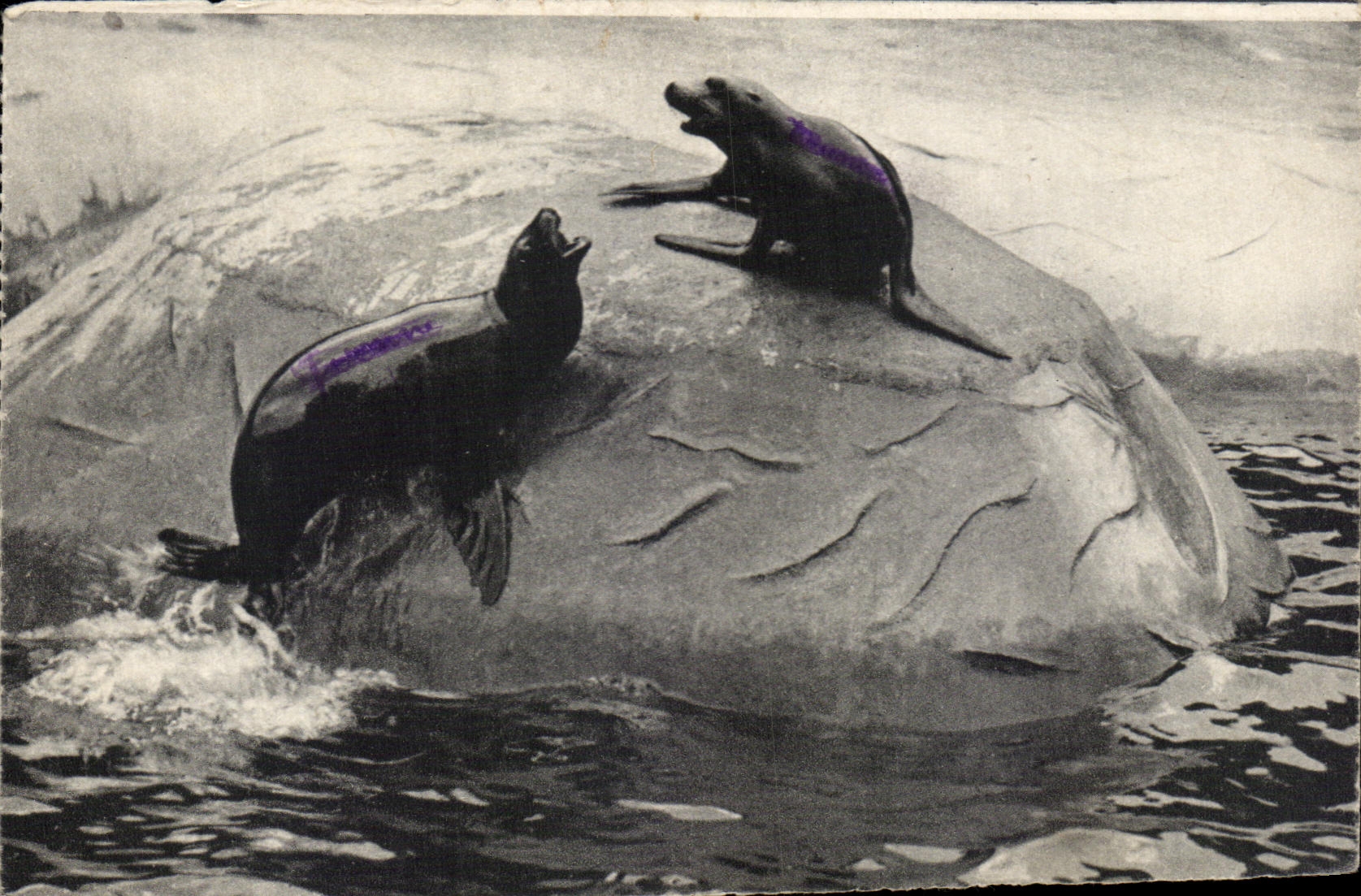 CPA Paris Zoologique Du Bois De Vincennes Paris Otaries de Californie