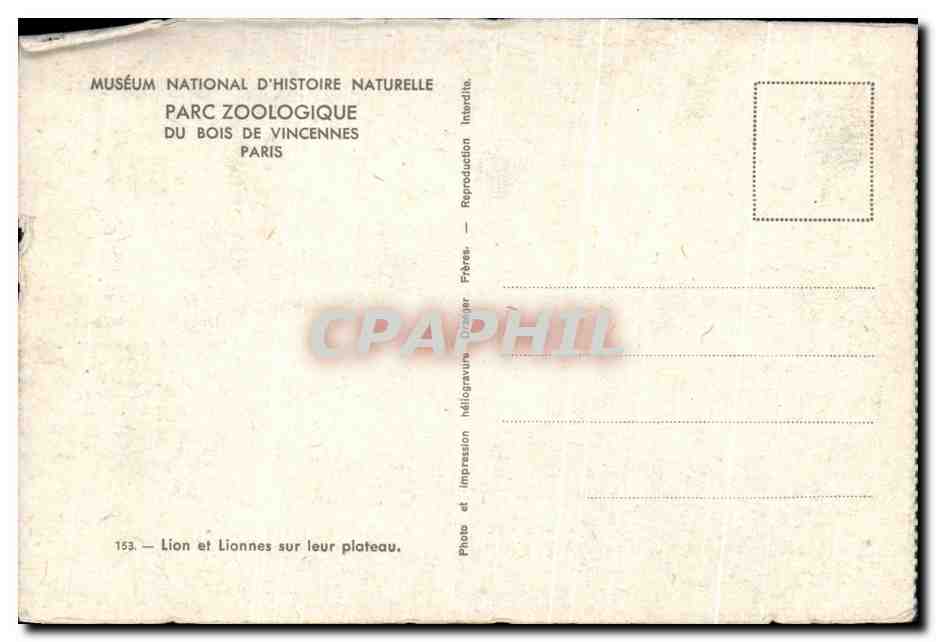 CPA Paris Zoologique Du Bois De Vincennes Paris Lion et lionnes sur leur plateau — Verso
