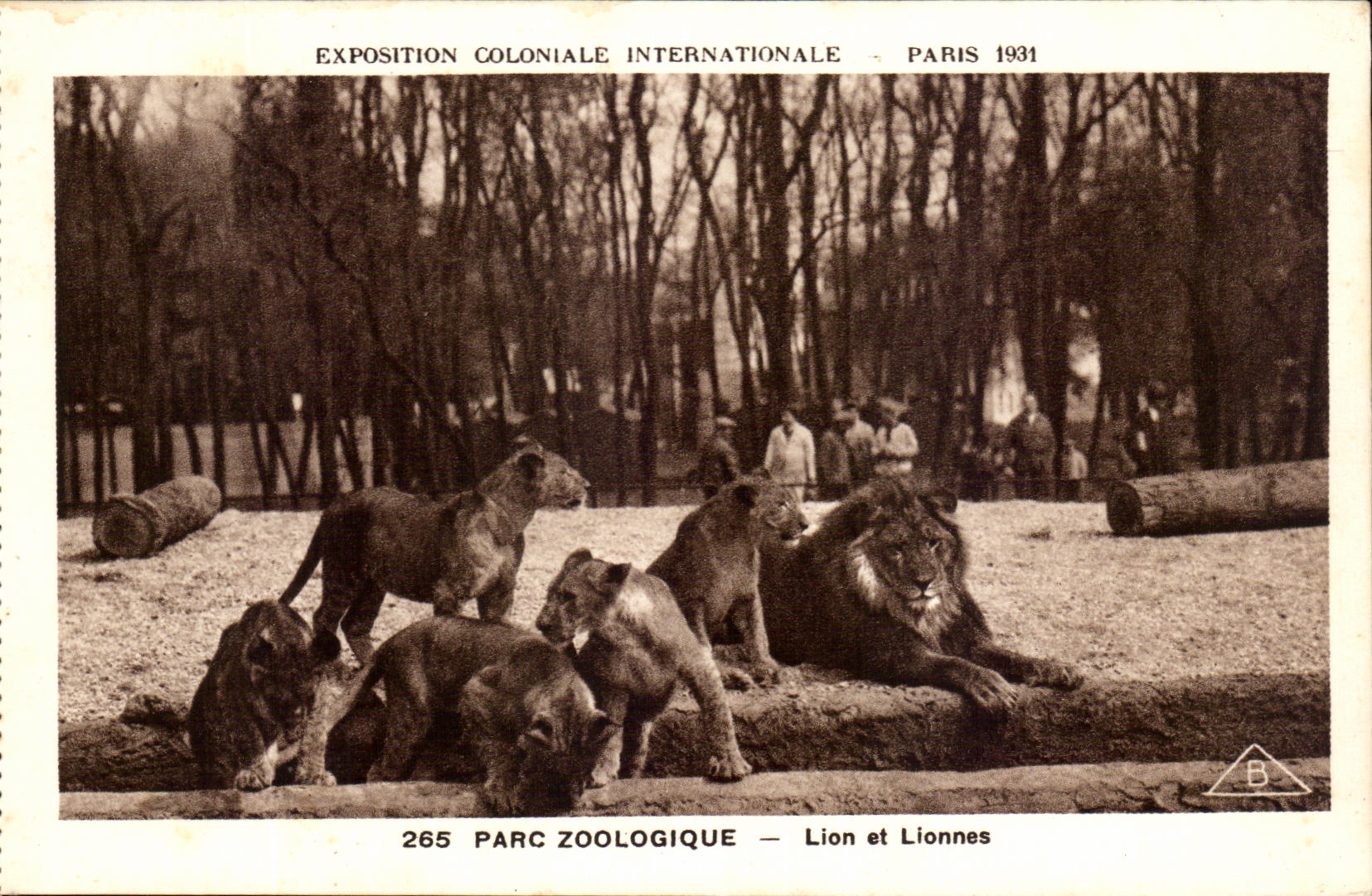 CPA Expostion Coloniale Internationale Paris 1931 Parc Zoologique Lion et lionnes