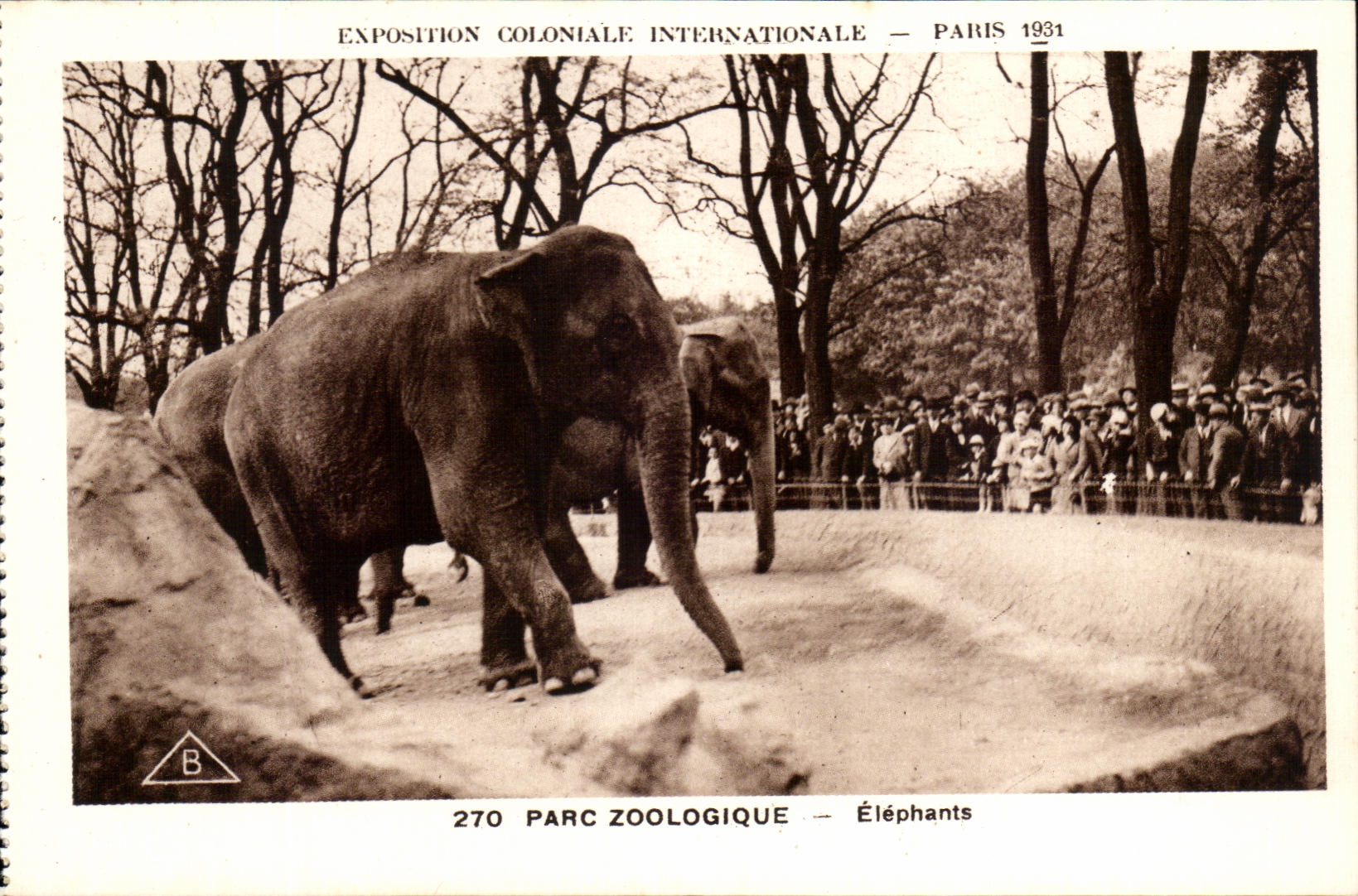Exposition Coloniale Internationale — Paris 1931 — Parc Zoologique — Éléphants