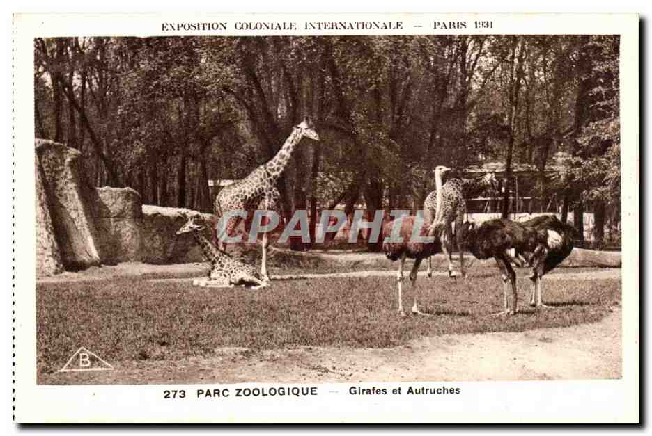 CPA Expostion Coloniale Internationale Paris Parc Zoologique Girafes et Autruches