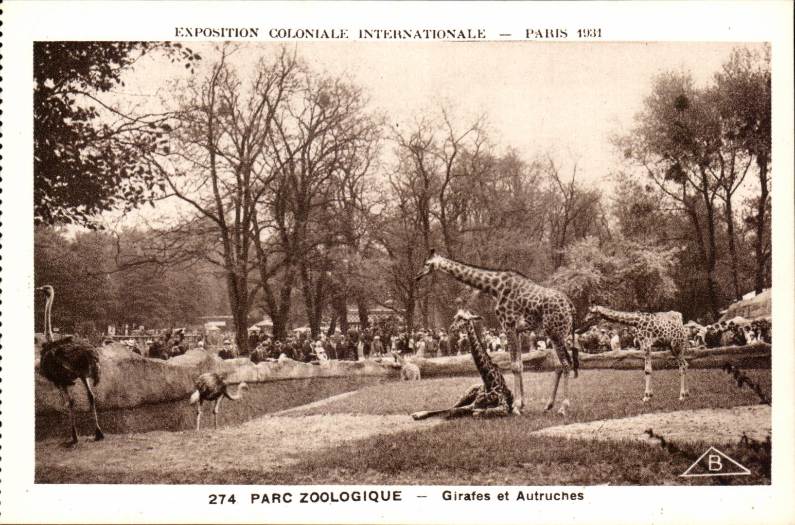 CPA Expostion Coloniale Internationale Paris Parc Zoologique Girafes et Autruches