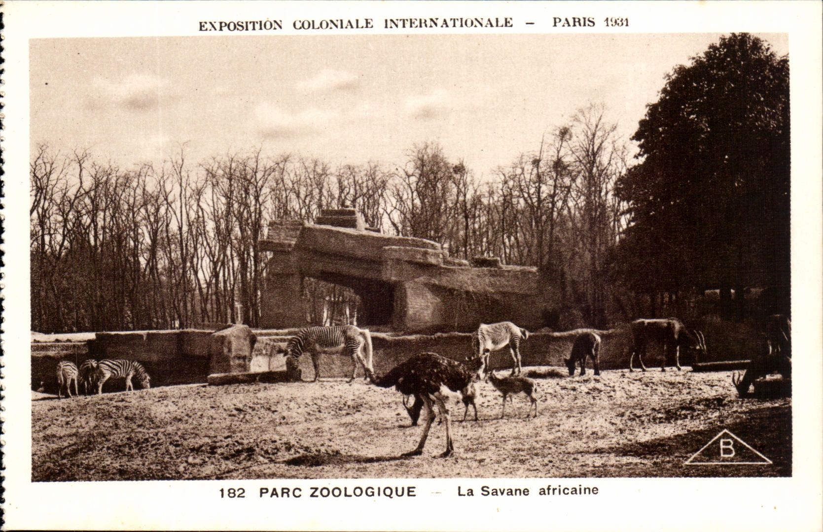 CPA Expostion Coloniale Internationale Paris Parc Zoologique La savane Africaine Autruches Zebres 
