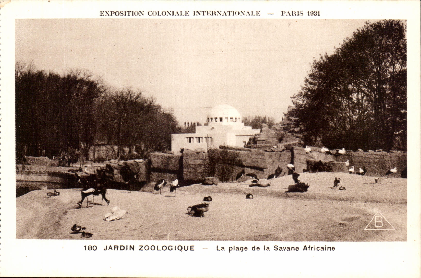 CPA Expostion Coloniale Internationale Paris Jardin Zoologique la Plage de la Savane Africane