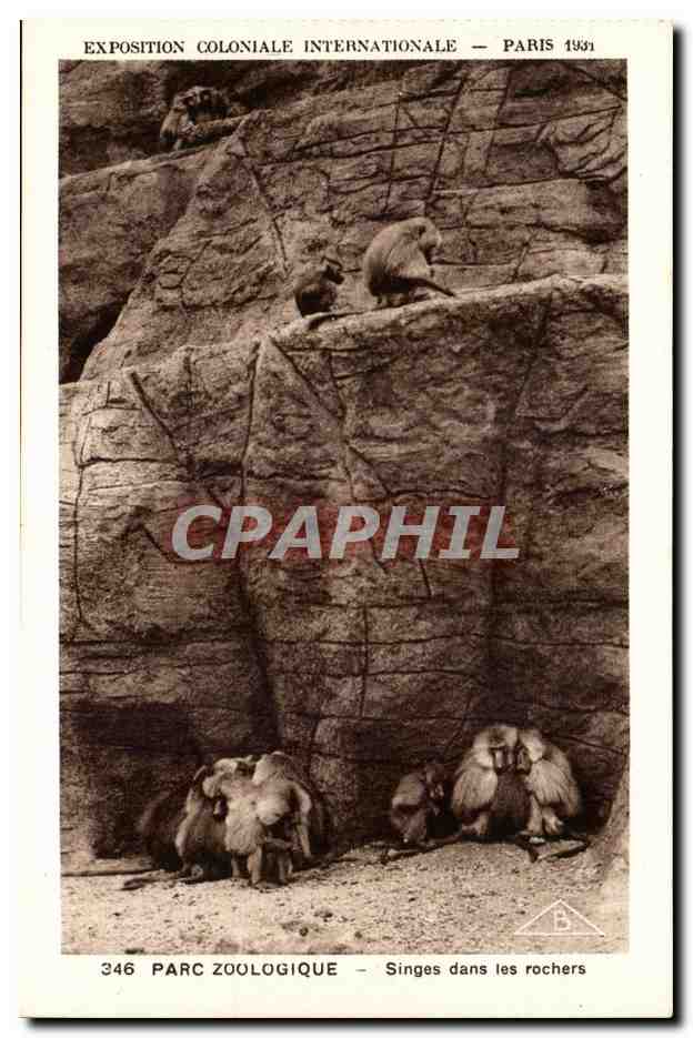 CPA Expostion Coloniale Internationale Paris Parc Zoologique Singes dans les Rochers