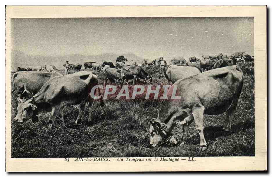 CPA Aix Les Bains Troupeau Sur La Montagne Vaches