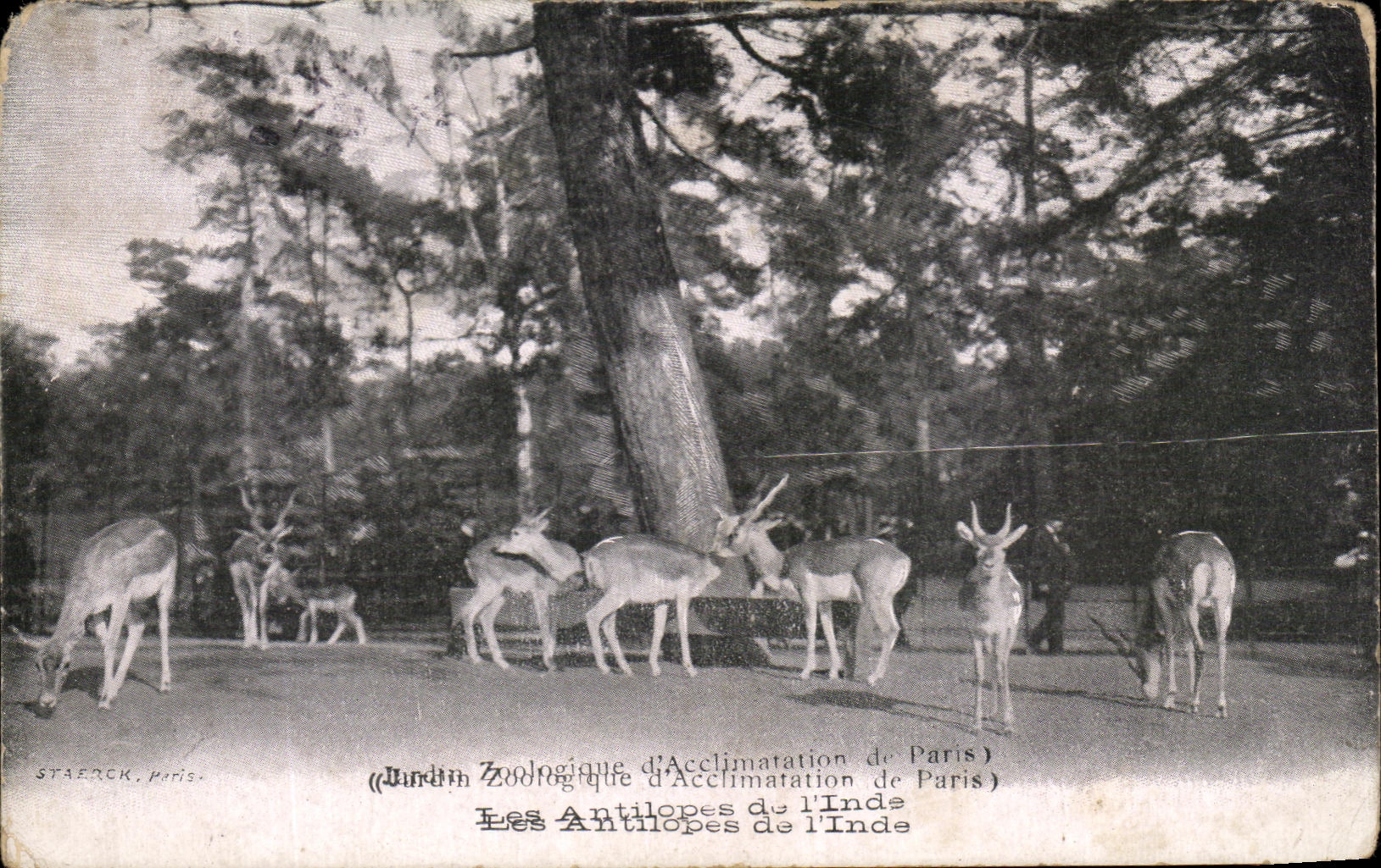 Die Antilopen Indiens — Jardin Zoologique d'Acclimatation de Paris — Staerck, Paris