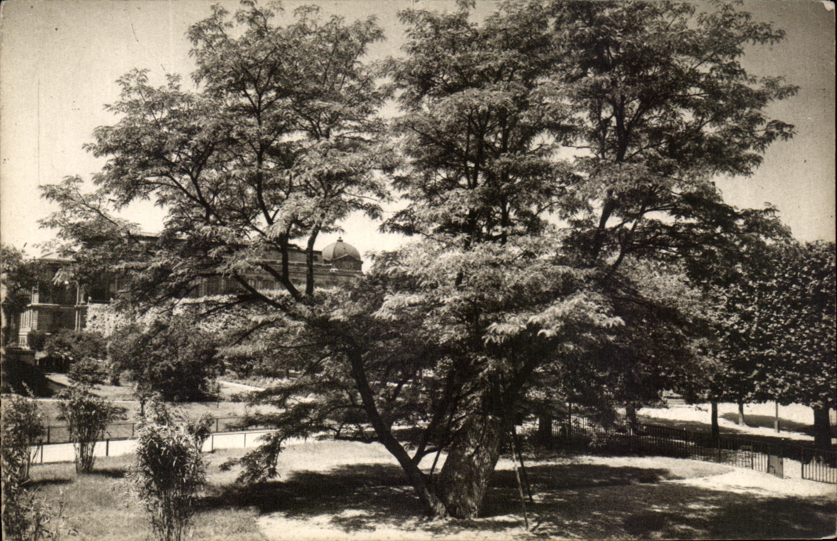 CPA Museum National D'Histoire Naturelle Jardin Des Plantes Paris Le vieux Robinier Jean Robin 
