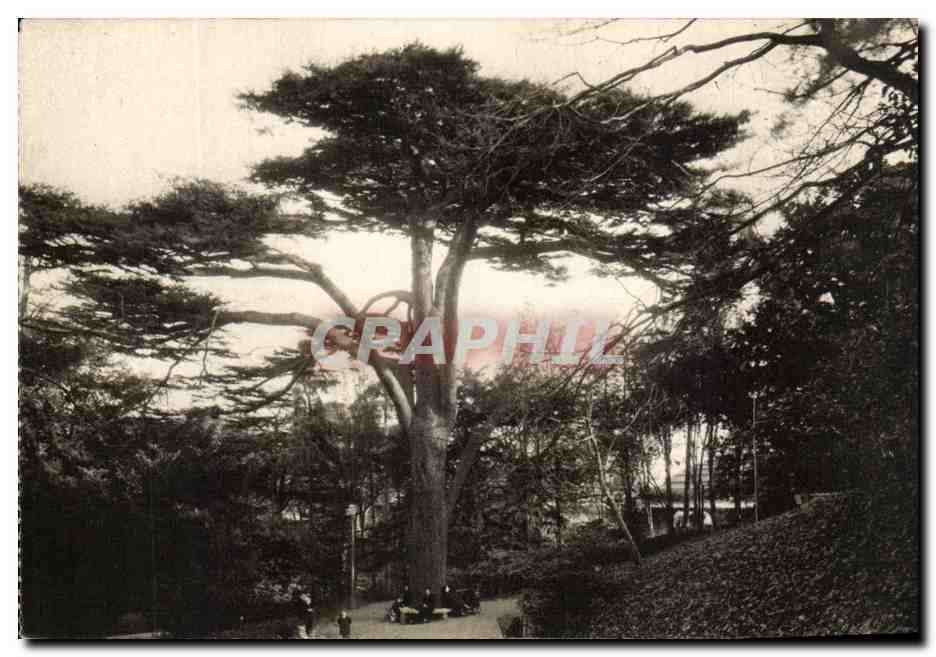 CPA Museum National D'Histoire Naturelle Jardin Des Plantes Paris Au labyrinthe Le cedre du Liban plante en 1734