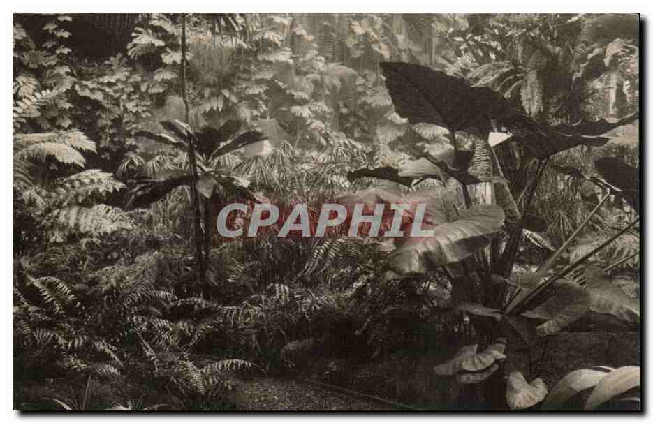 CPA Museum National d'Histoire Naturelle Jardin Des Plantes Paris Jardin d'hiver Fougeres et Aroidees