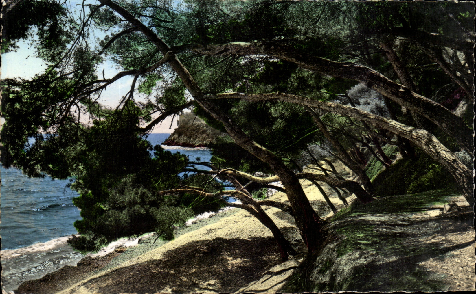 CPA Nice Cote D'Azur Les pins Penches Et le Bord De mer