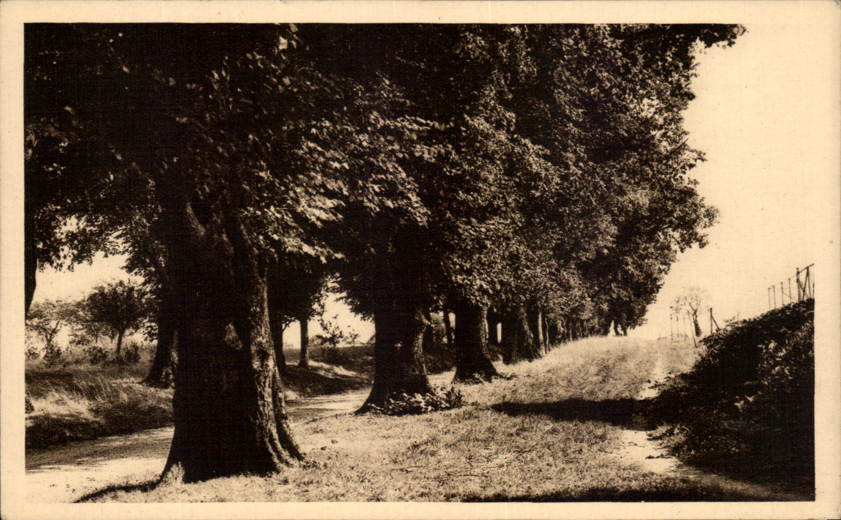 Château de Colliers — Tilleuls centenaires de l'Avenue — Cliché G. L.