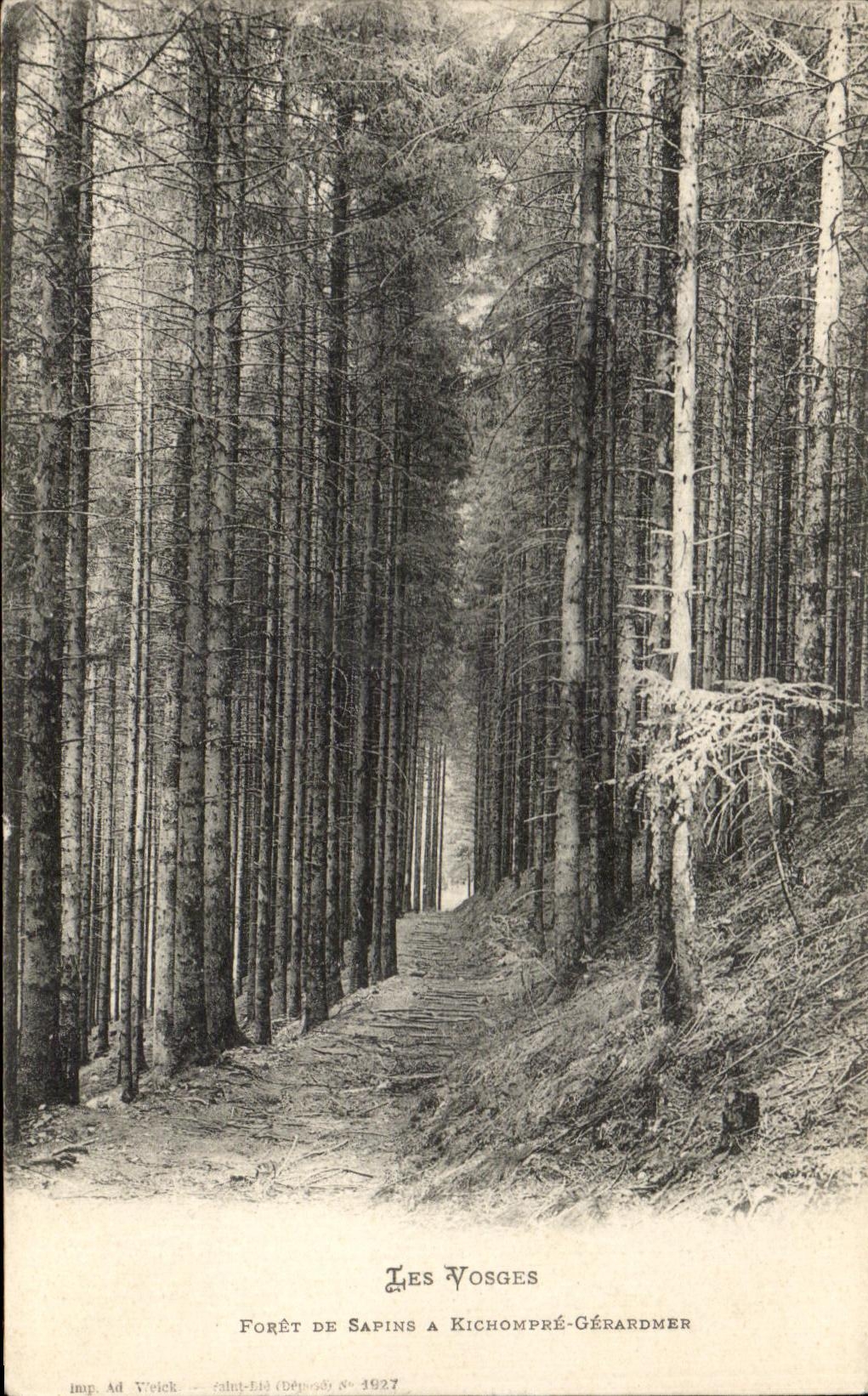 Forêt de Sapins à Kichompré-Gérardmer — Les Vosges — imp. Ad Vreich, Saint-Lié (Dépôt) n° 1927