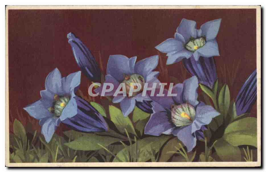 CPA Fantaisie Fleurs Gentiane de Koch 