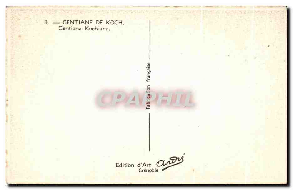 CPA Fantaisie Fleurs Gentiane de Koch  — Verso