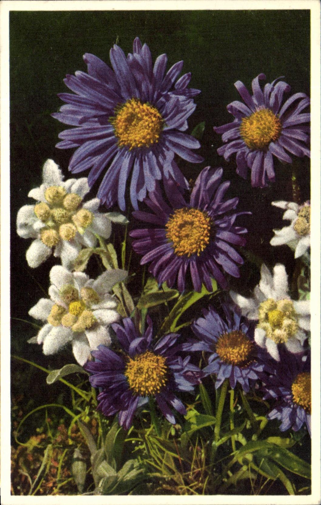 CPA Asler Alpinus Leontopodium Alpinum Etoile Des Glaciers Fleurs 