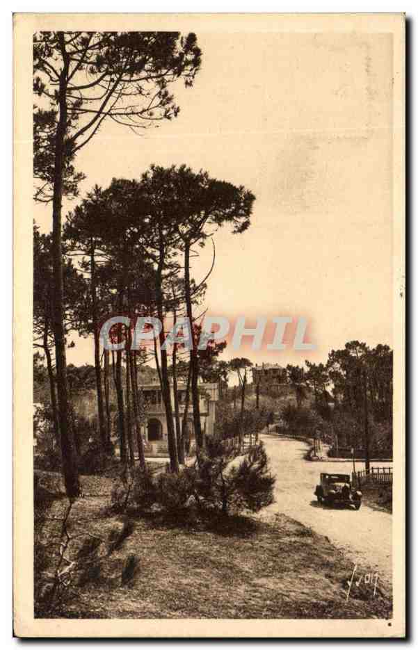 CPA La Baule les Pins Une vue de la foret