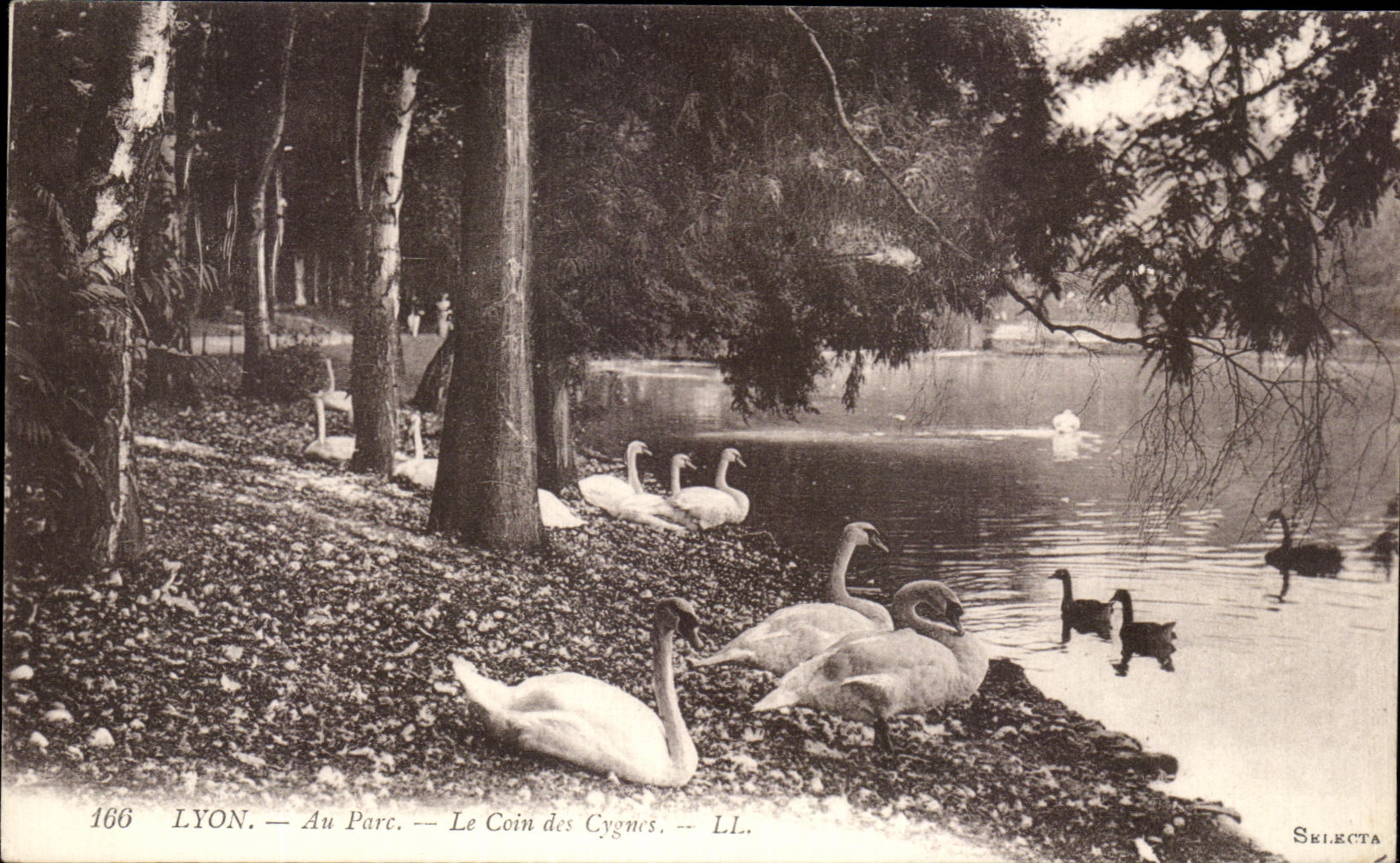 CPA Lyon Au Parc Le Coin Des Cygnes