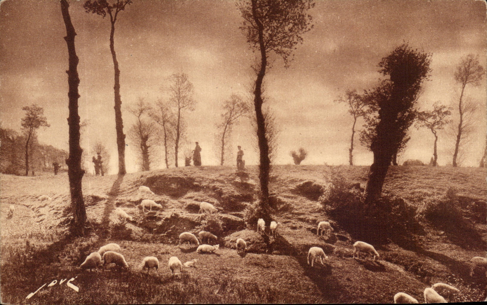 CPA En Limousin Paturage Moutons 