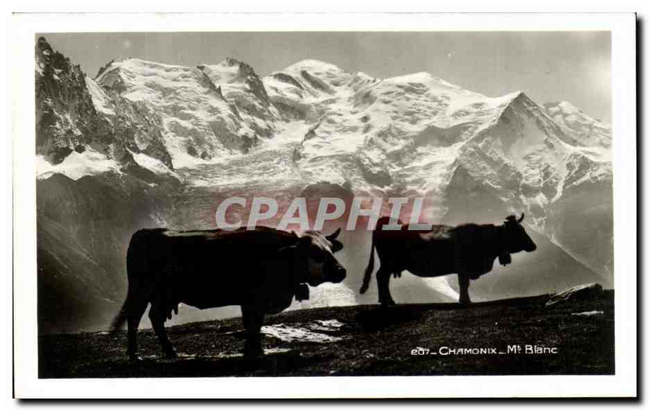 CPA Chamonix Mont Blanc Vaches