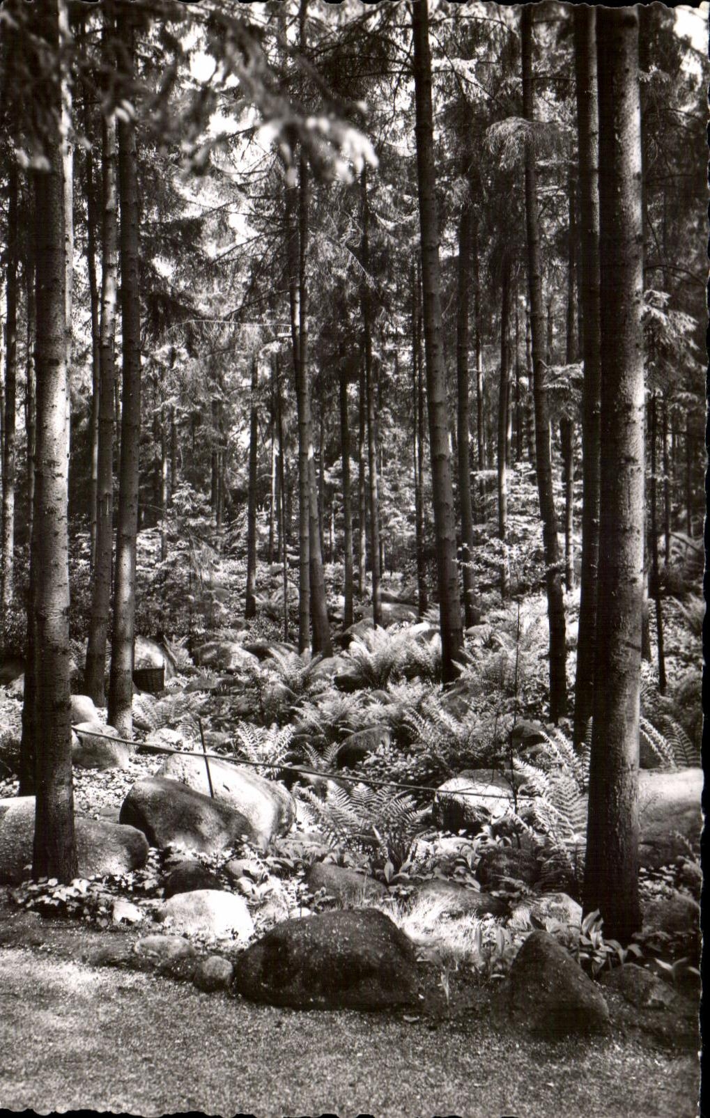 Boulogne — Les Jardins Albert Kahn — « La Forêt Vosgienne » — A.C. 78 — Abeille Paris