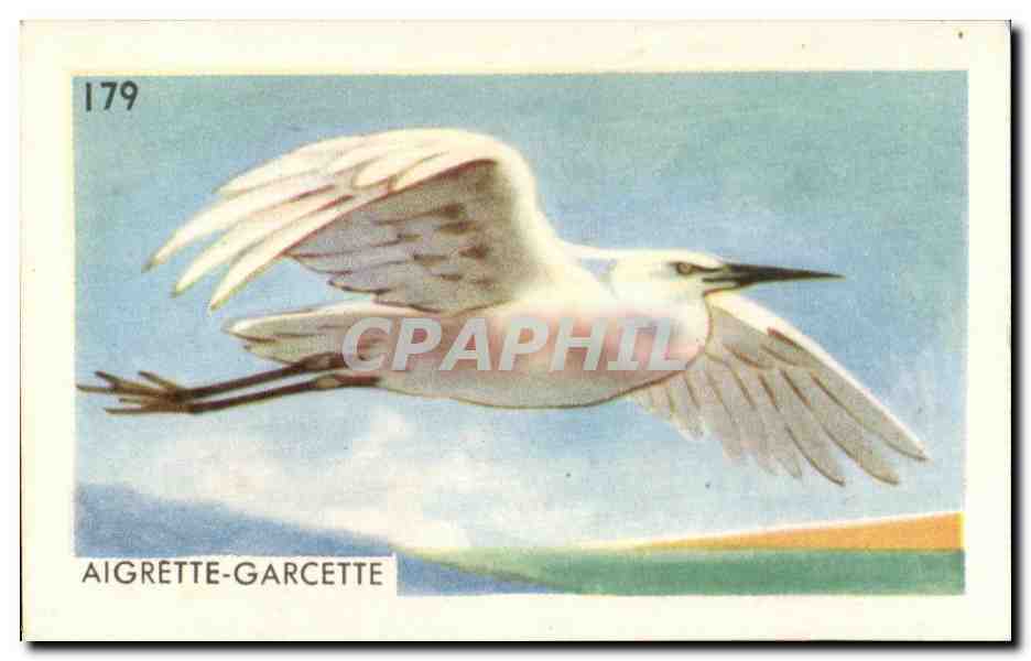 Image Aigrette Garcette oiseau Francorusse