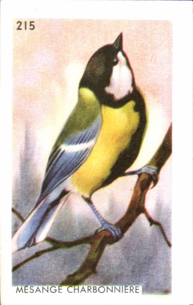 Image Mesange Charbonniere oiseau