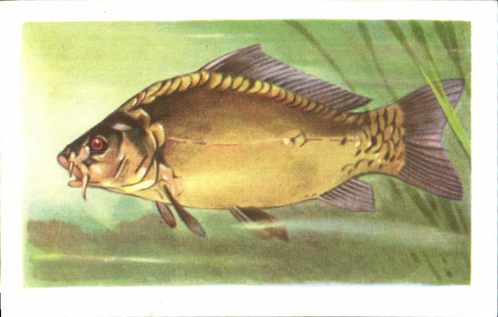Image Carpe Cuir Poisson d'elevage originaire de Boheme et presque depourou Entrements Francorusse