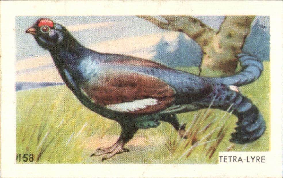 Image Tetra Lyre Entrements Francorusse Romainville