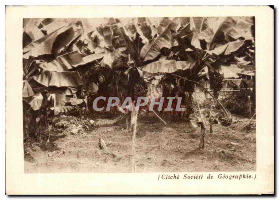 Banana plantations — Antilles Françaises — Société de Géographie