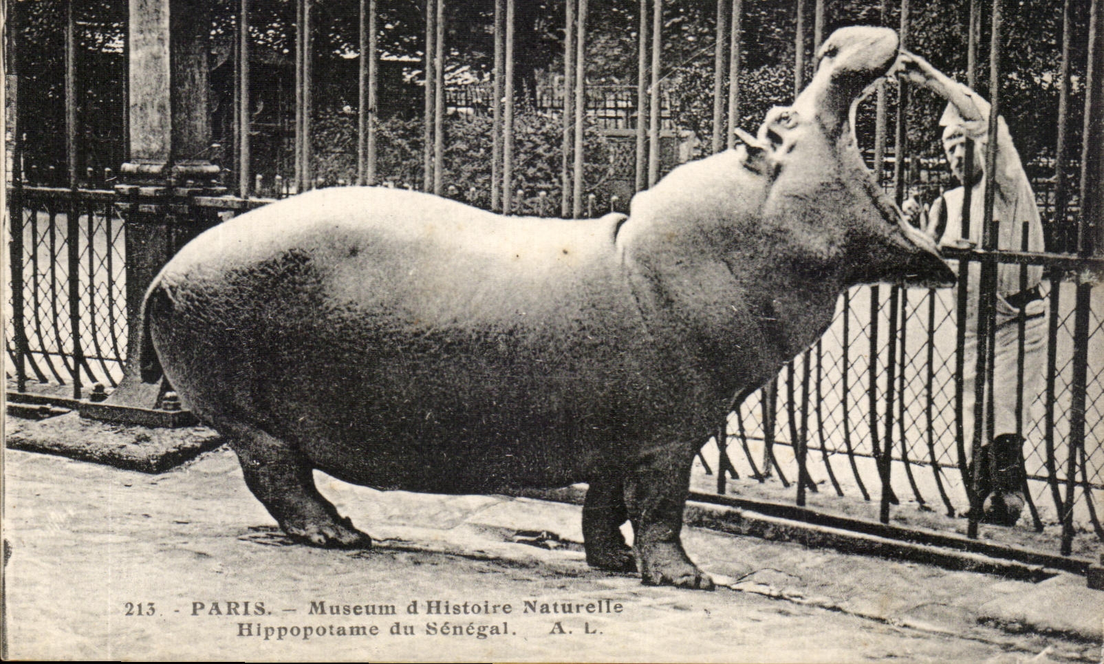 CPA Paris Museum d Histoire Natureile Hippopotame du Senegal