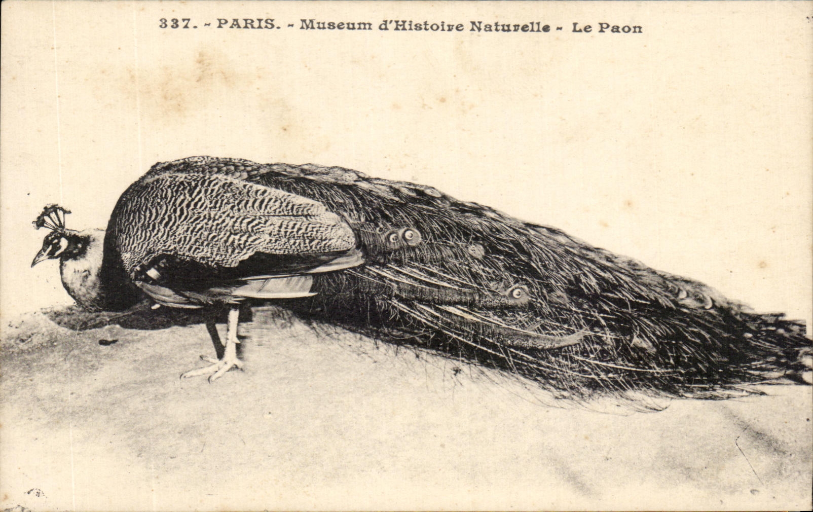 CPA Paris Museum d Histoire Naturelle Le Paon