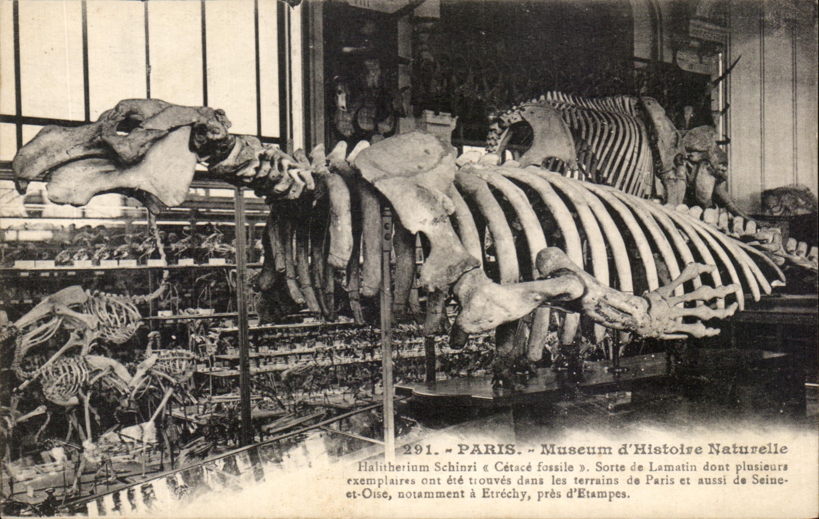 CPA Paris Museum d Histoire Naturelle Cetace Baleine 