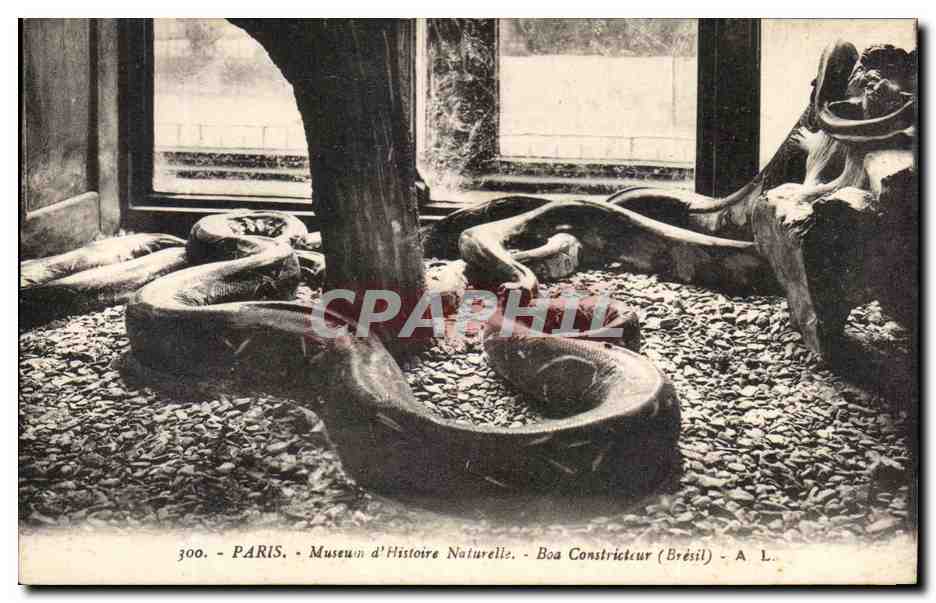 CPA Paris Museum d'Histoire Boa Constricteur Bresil Serpent 