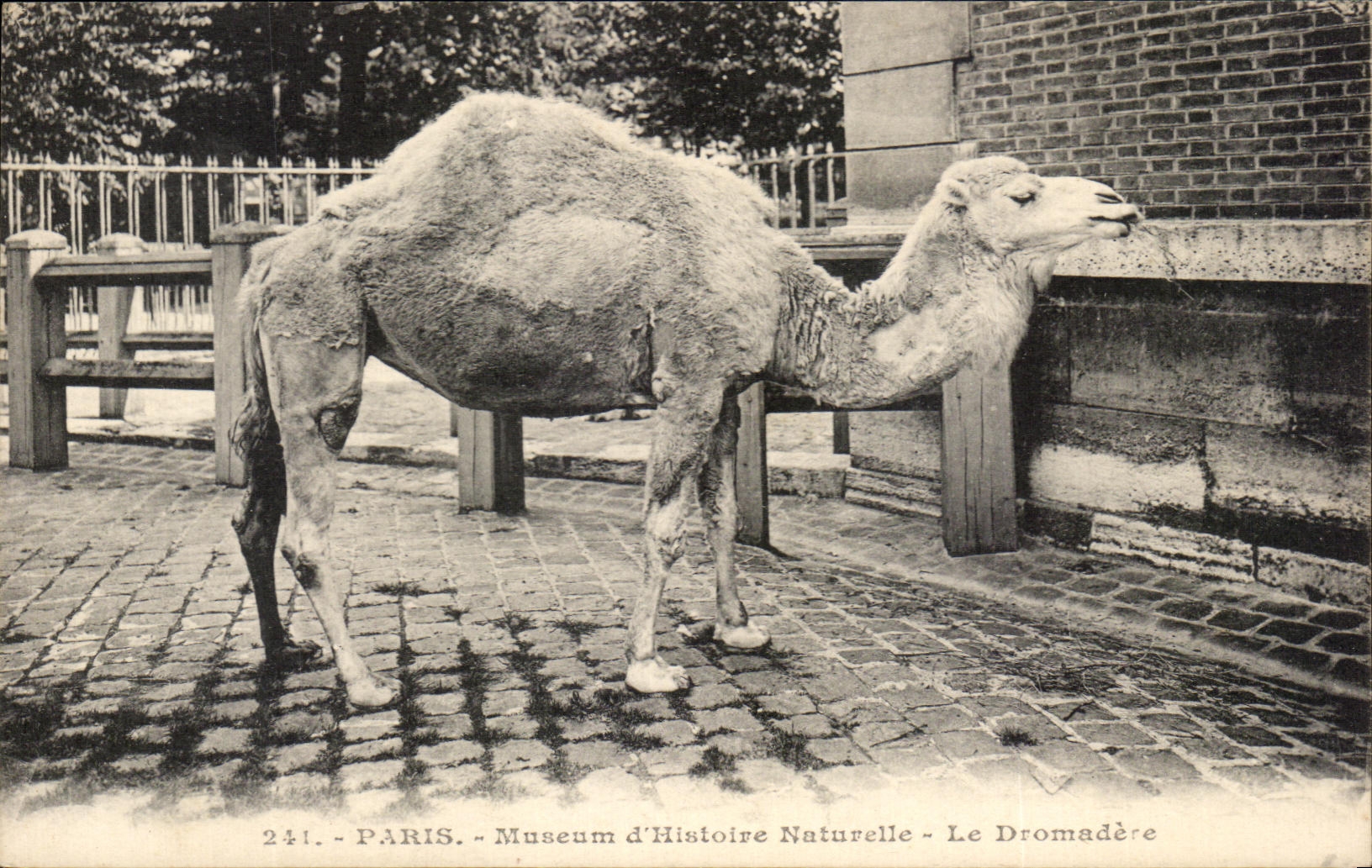 CPA Paris Museum d'Histoire Naturelle Le Dromadere Chameau