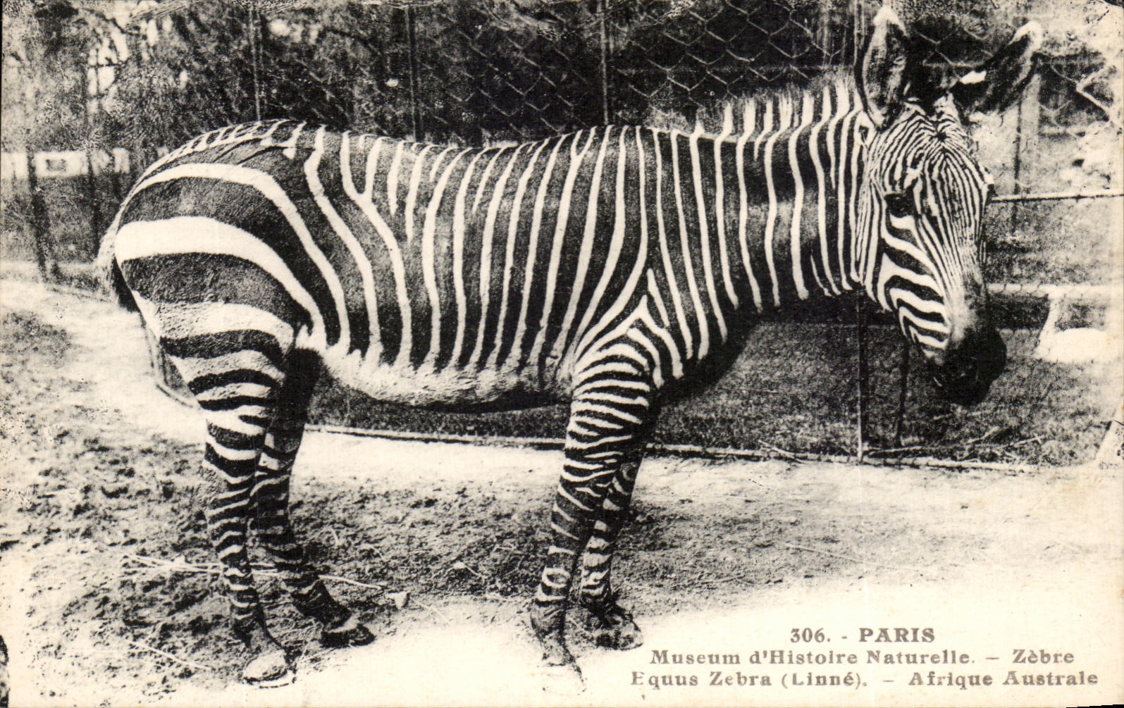 CPA Paris Museum d'Histoire Naturelle Zebre Afrique Australe