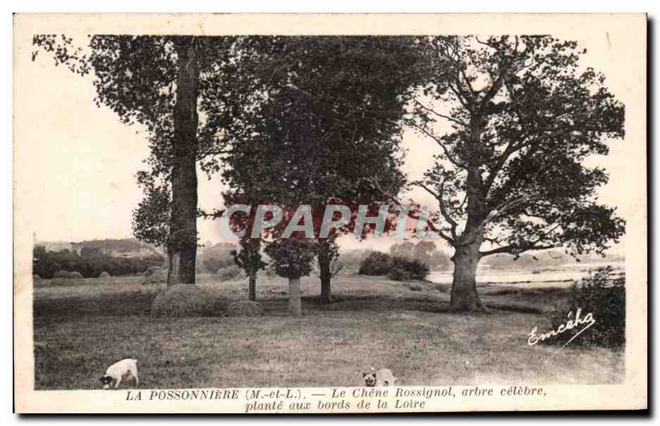 CPA La Possonniere Le Chene Rossignol arbre celebre plante auz bords de la Loire
