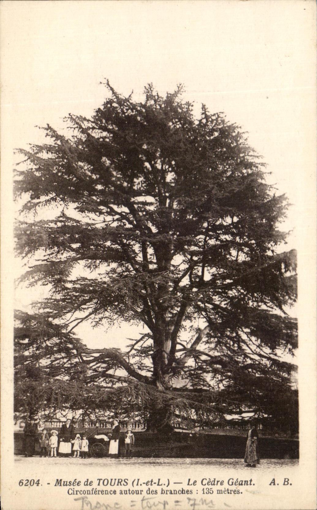 CPA Musee de Tours Le Cedre Geant