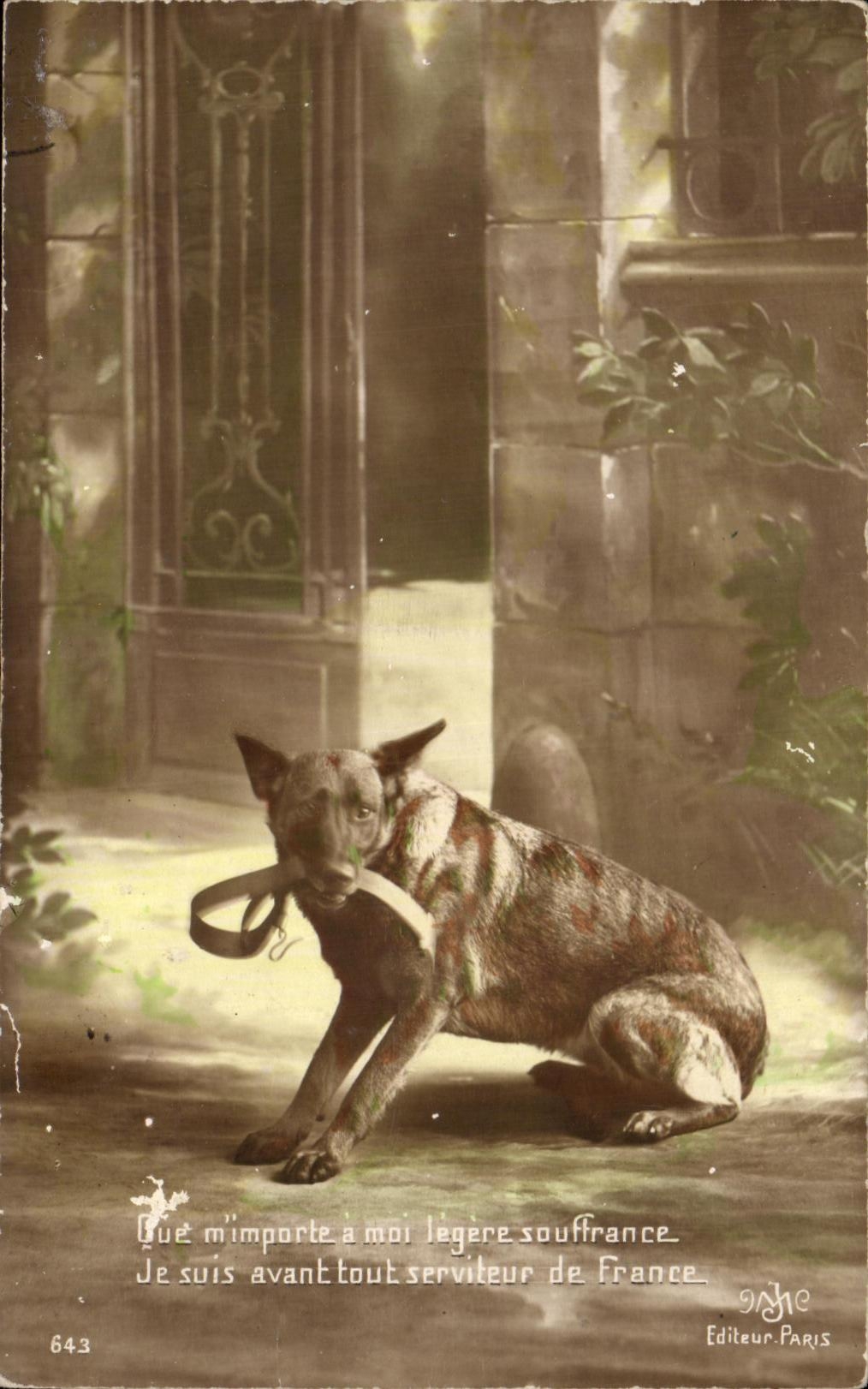 CPA Chien Militaria 