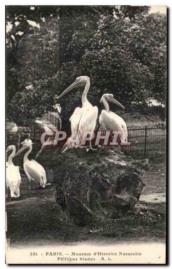 CPA Paris Museum d'Histoire Naturelle Pelicans Blancs Oiseaux Zoo