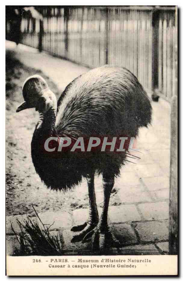 CPA Paris Museum d'Histoire Naturelle Caspar a Casque Nouvelle Guinee Zoo oiseau