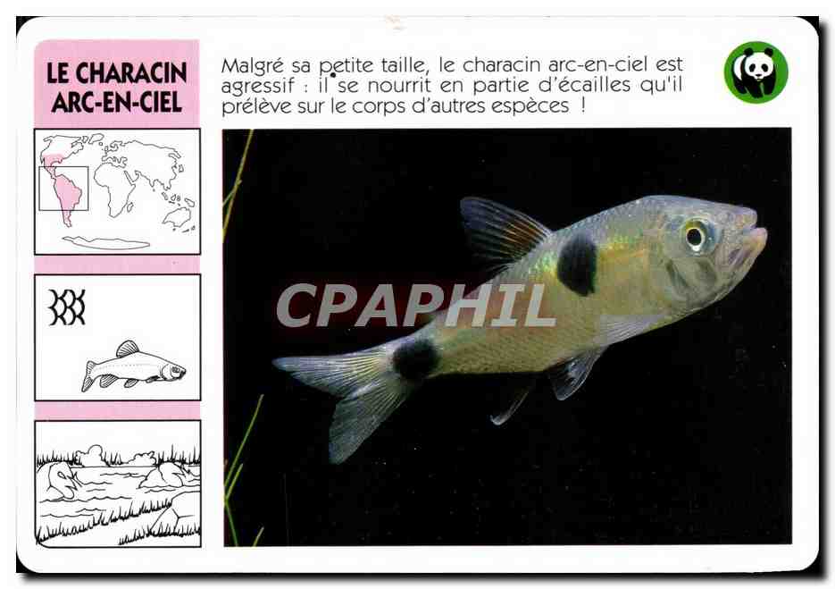 Carte Le Characin Arc En Ciel Poisson WWF