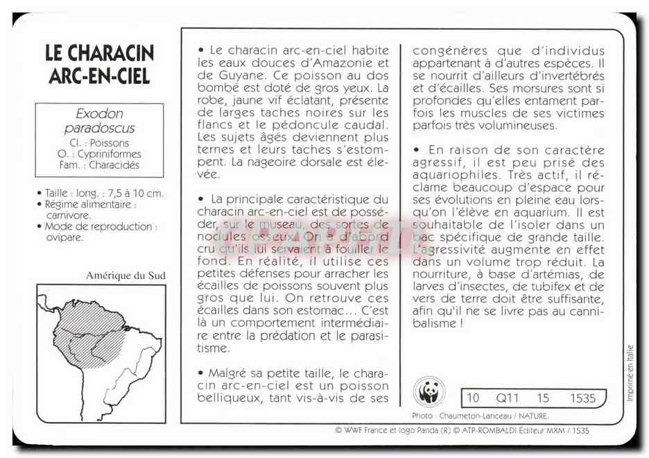 Carte Le Characin Arc En Ciel Poisson WWF — Rückseite