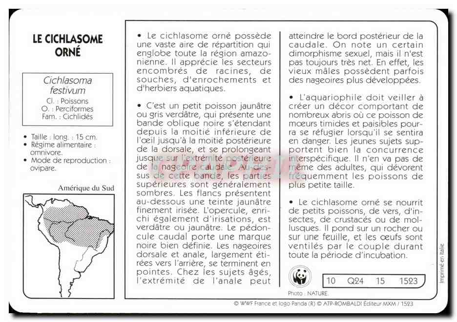 Carte Le Cichlasome Orne Poisson WWF — Rückseite