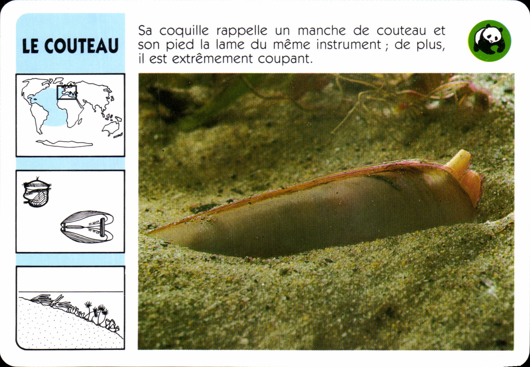 Carte Le Couteau Poisson WWF