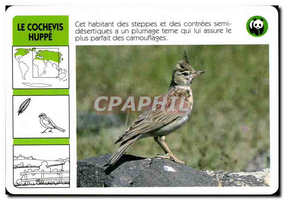 Carte Le Cochevis Huppe oiseau WWF
